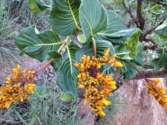 Palicourea rigida