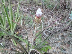 Ananas comosus microstachys