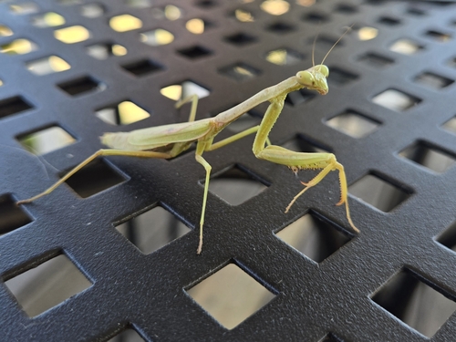 Carolina Mantis