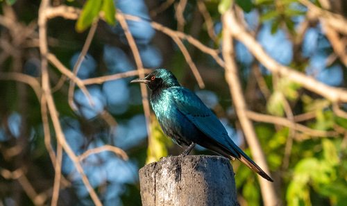 iNaturalist image