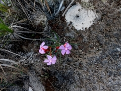 Mandevilla tenuifolia