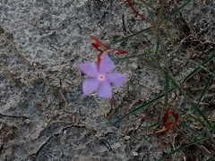 Mandevilla tenuifolia