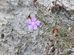 Mandevilla tenuifolia