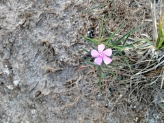 Mandevilla tenuifolia