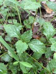 Orthosiphon suffrutescens