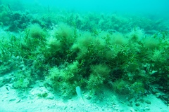 Parequula melbournensis