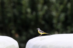 Motacilla cinerea patriciae