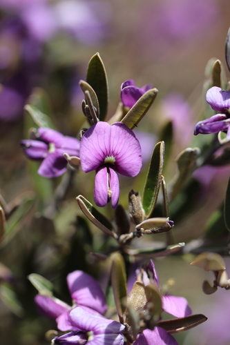 Hovea purpurea observed 2025-09-12