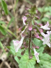 Orthosiphon suffrutescens