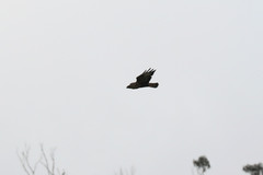 Buteo buteo rothschildi
