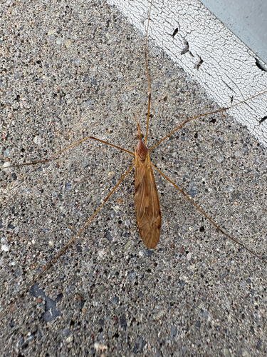 Unknown species found near Putnam County, US-NY, US