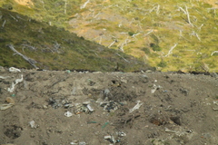 Daptrius albogularis