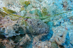 Australostichopus mollis