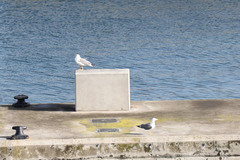 Larus michahellis atlantis