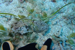 Australostichopus mollis