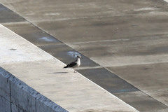 Larus michahellis atlantis