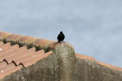 Turdus merula azorensis