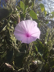 Ipomoea carnea