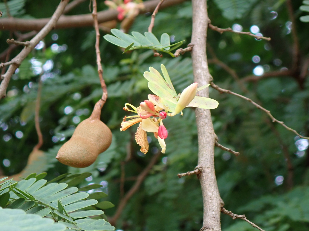Tamarindus indica, San Andrés Tuxtla, Veracruz, Mexico