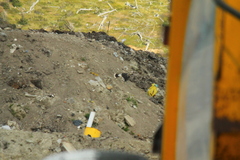 Daptrius albogularis