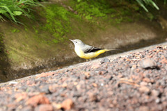 Motacilla cinerea patriciae