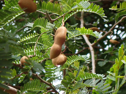 Tamarindus indica
