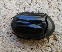 Oplostomus fuligineus