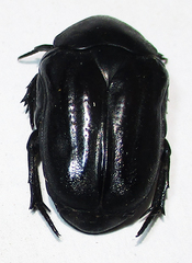 Oplostomus fuligineus