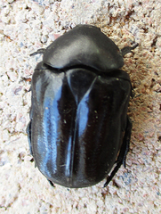 Oplostomus fuligineus