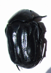 Oplostomus fuligineus