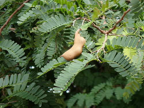 Tamarindus indica