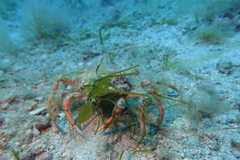 Leptomithrax gaimardii