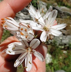 Asphodelus cerasiferus