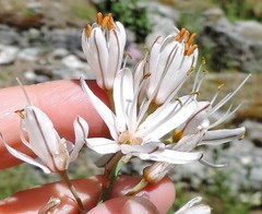 Asphodelus cerasiferus