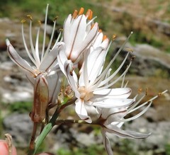 Asphodelus cerasiferus