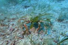 Leptomithrax gaimardii