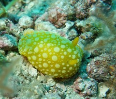 Doris chrysoderma
