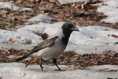 Corvus cornix