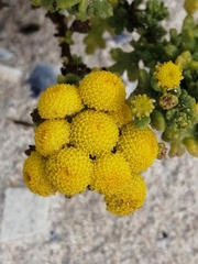 Oncosiphon sabulosus