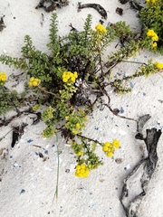 Oncosiphon sabulosus