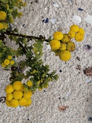 Oncosiphon sabulosus