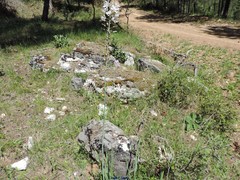 Asphodelus cerasiferus