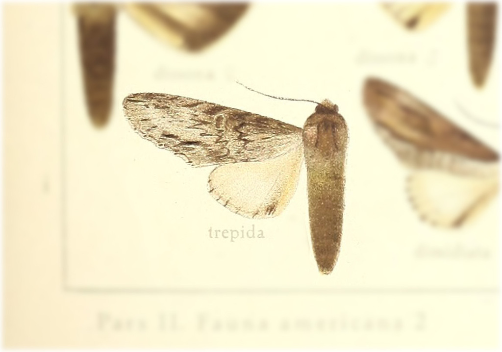 Rhudara trepida