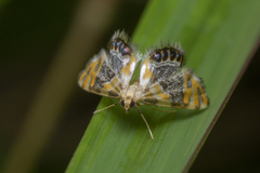 Nymphicula blandialis
