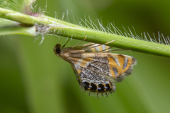 Nymphicula blandialis