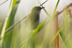 Acrocephalus palustris