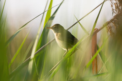 Acrocephalus palustris