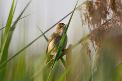 Acrocephalus palustris