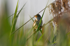 Acrocephalus palustris