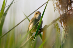 Acrocephalus palustris